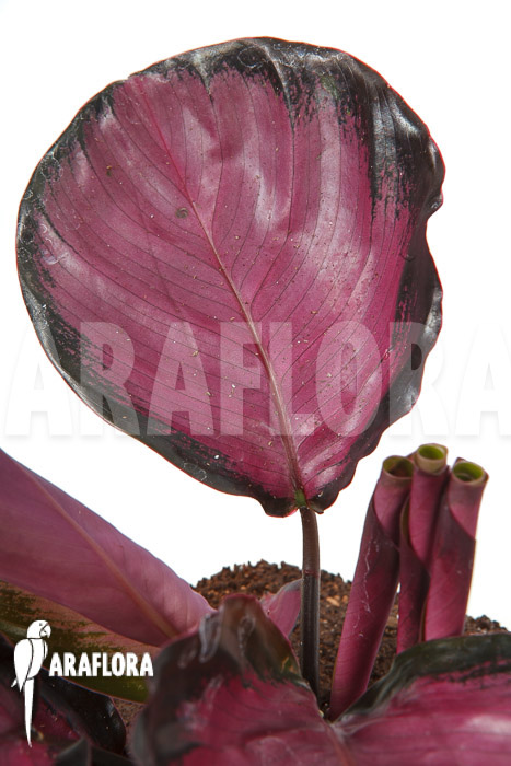 Calathea roseopicta &lsquo;Rose&rsquo;