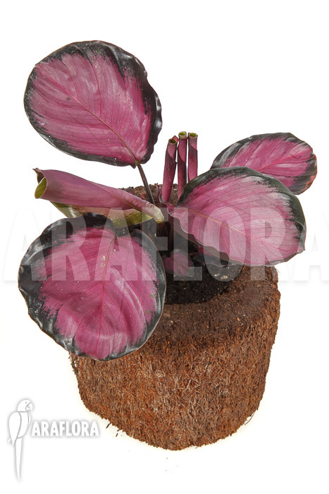 Calathea roseopicta &lsquo;Rose&rsquo;
