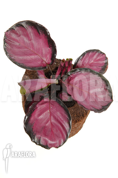 Calathea roseopicta &lsquo;Rose&rsquo;