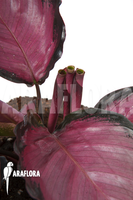 Calathea roseopicta &lsquo;Rose&rsquo;