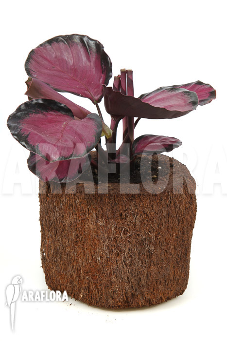 Calathea roseopicta &lsquo;Rose&rsquo;