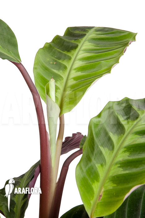 Calathea warscewiczii