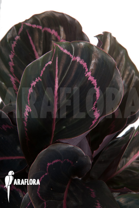 Calathea x Dottie &lsquo;L&rsquo;