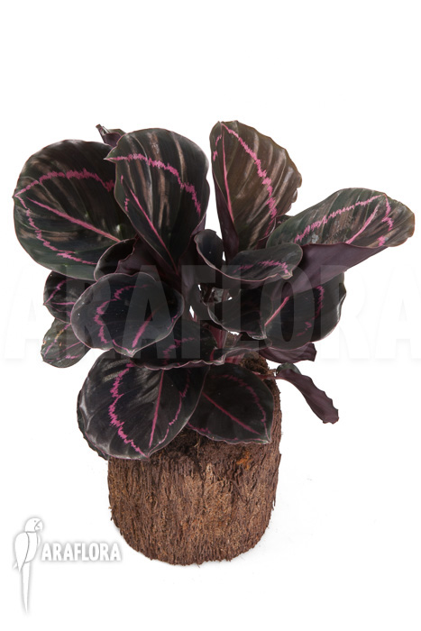 Calathea x Dottie &lsquo;L&rsquo;