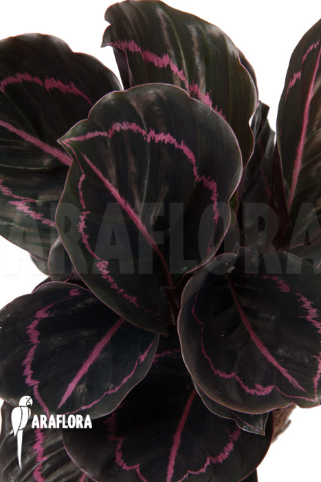 Calathea x Dottie &lsquo;L&rsquo;