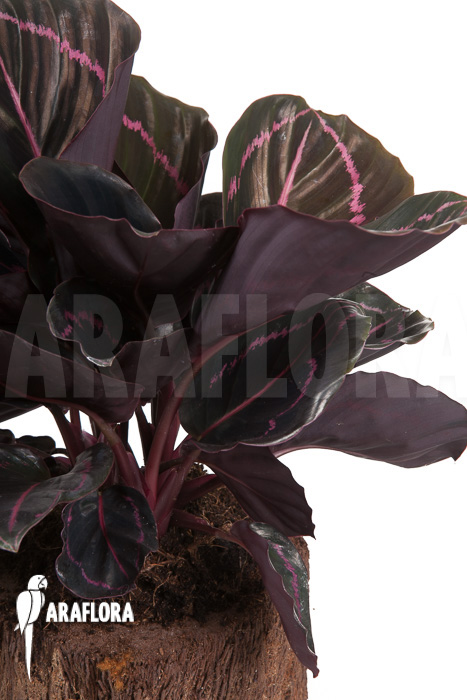 Calathea x Dottie &lsquo;L&rsquo;