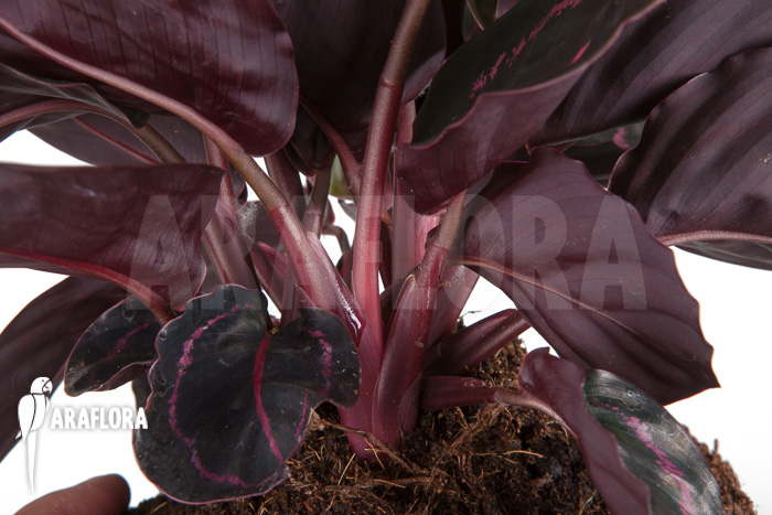 Calathea x Dottie &lsquo;L&rsquo;