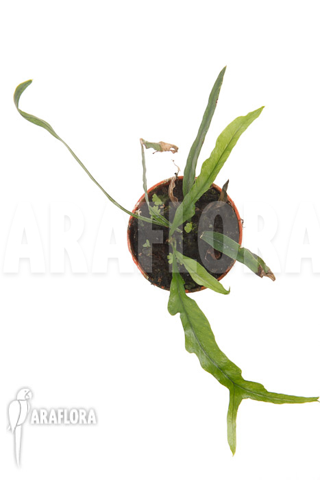 Campyloneurum angustifolium &lsquo;starter&rsquo;