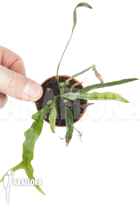 Campyloneurum angustifolium &lsquo;starter&rsquo;