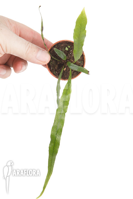 Campyloneurum angustifolium &lsquo;starter&rsquo;