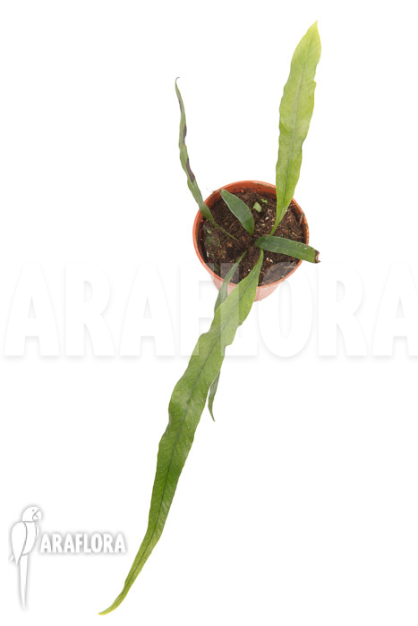 Campyloneurum angustifolium &lsquo;starter&rsquo;