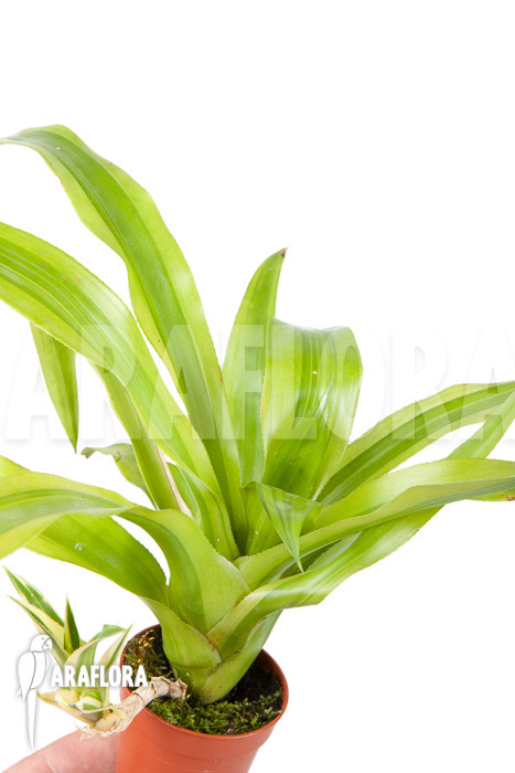 Canistropsis billbergioides variagated