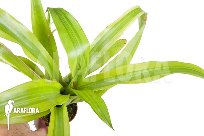 Canistropsis billbergioides variagated