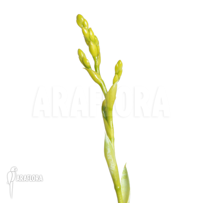 Catopsis berteroniana