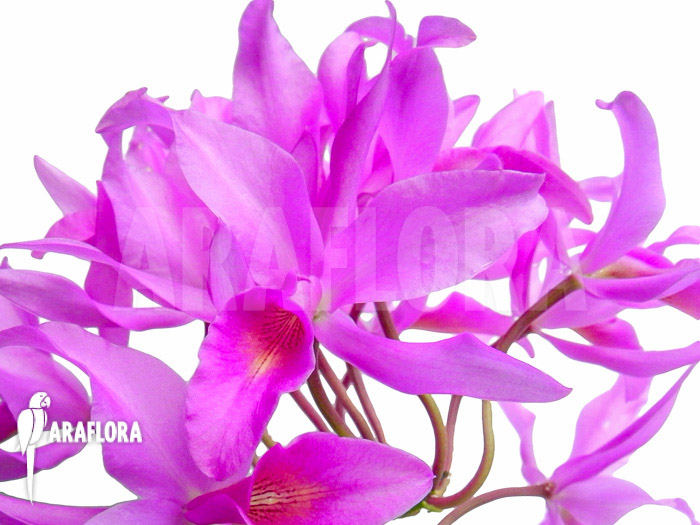 Cattleya guatemalensis