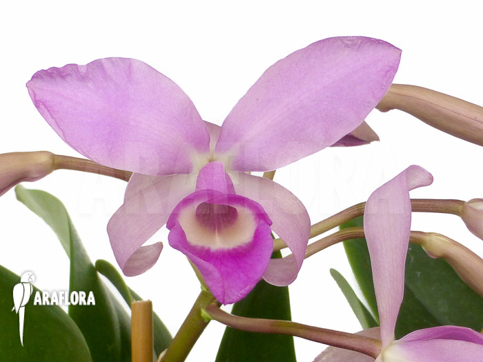 Cattleya skinneri