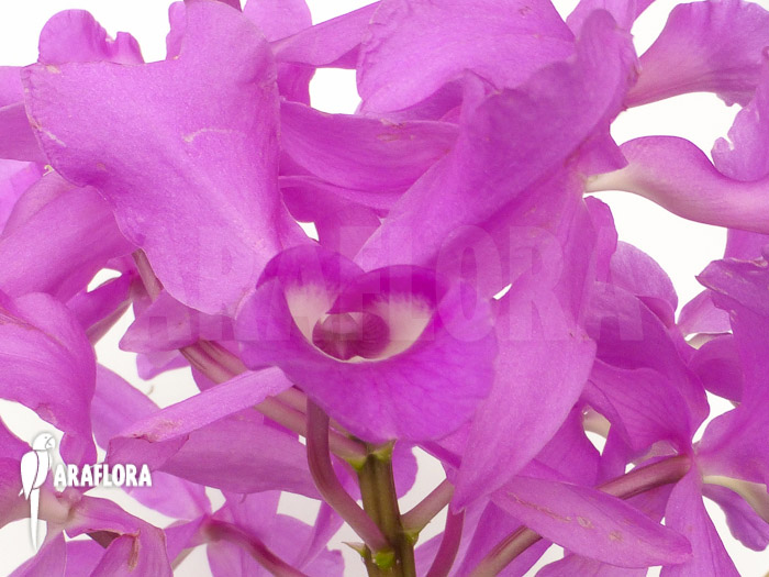 Cattleya skinneri