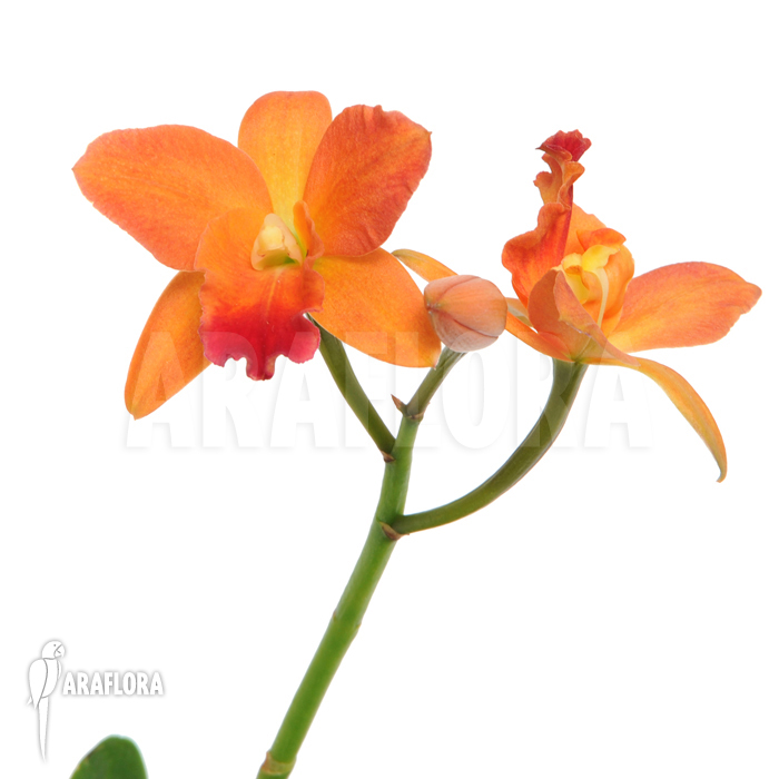 Cattleya x &lsquo;Orange flower&rsquo;