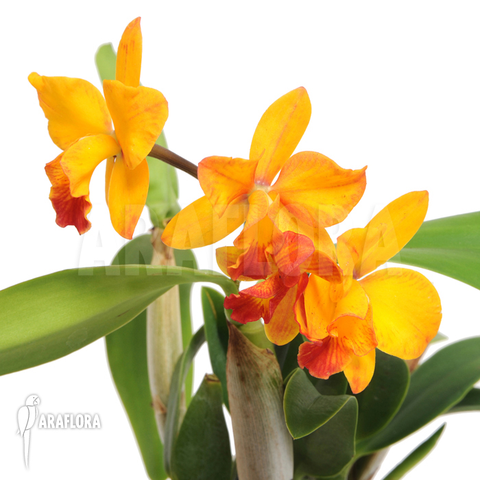 Cattleya &lsquo;orange passion&rsquo;