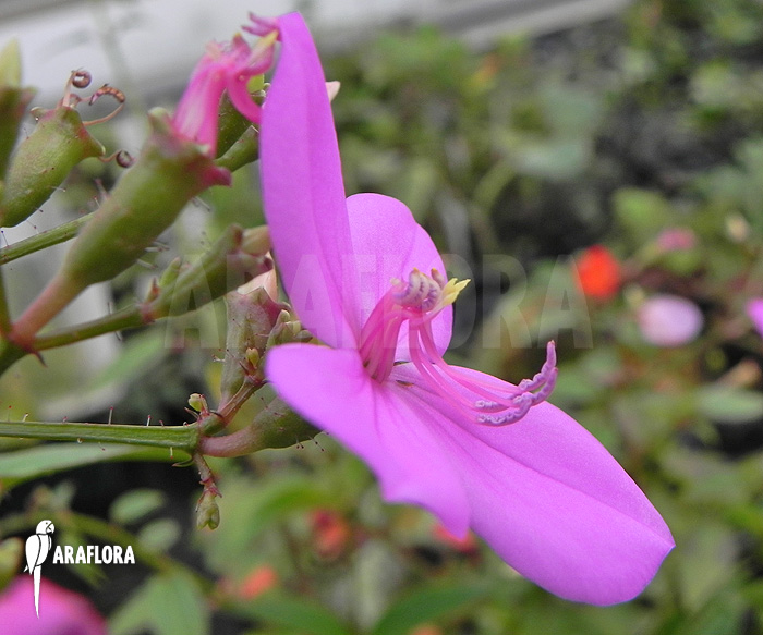Flower Centradenia floribunda