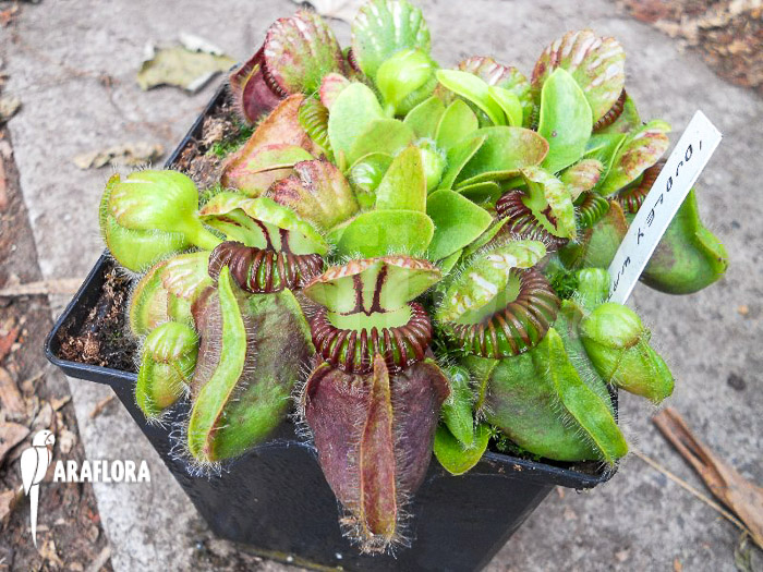 Cephalotus follicularis  &lsquo;Dudley Watts&rsquo;