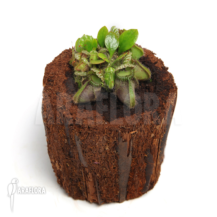 Cephalotus follicularis &lsquo;L&rsquo;