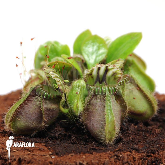 Cephalotus follicularis &lsquo;L&rsquo;