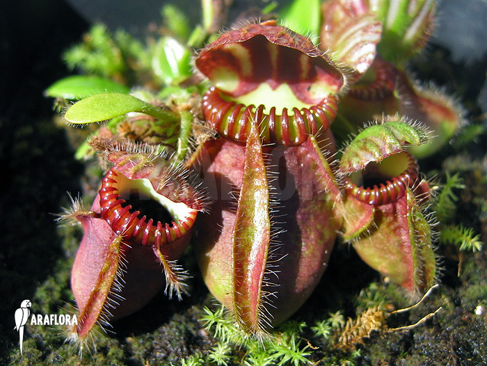 Cephalotus follicularis &lsquo;L&rsquo;