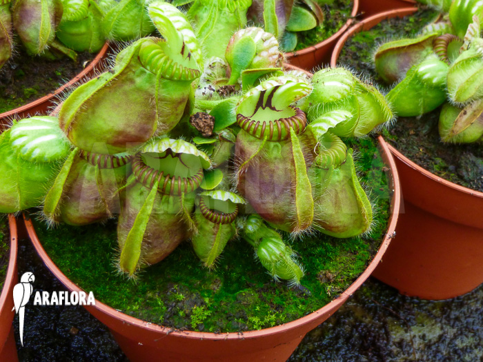 Cephalotus follicularis &lsquo;XL&rsquo;