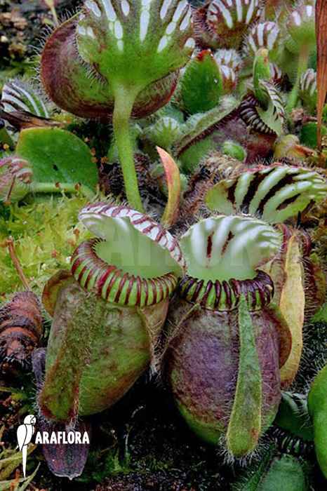 Cephalotus follicularis &lsquo;XL&rsquo;