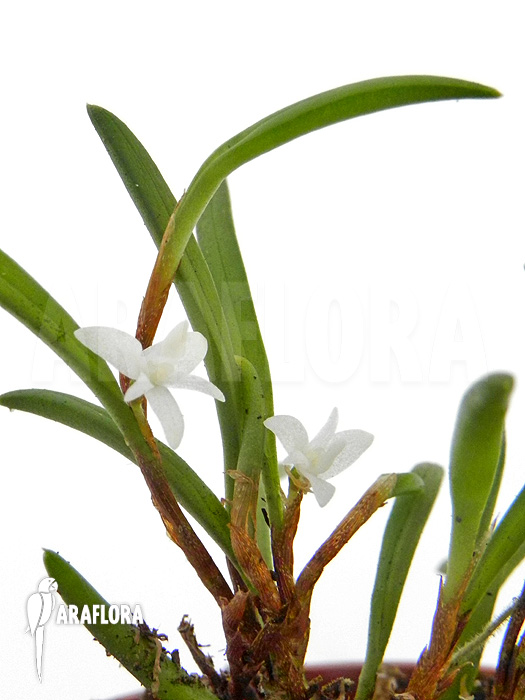 Ceratostylis philippinensis