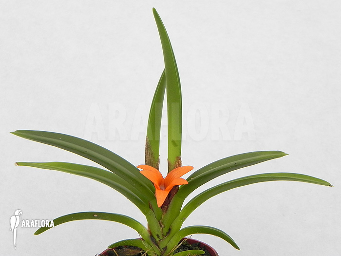 Ceratostylis retisquama &lsquo;Rubra&rsquo;