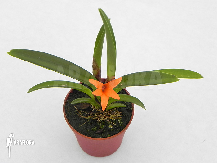 Ceratostylis retisquama &lsquo;Rubra&rsquo;