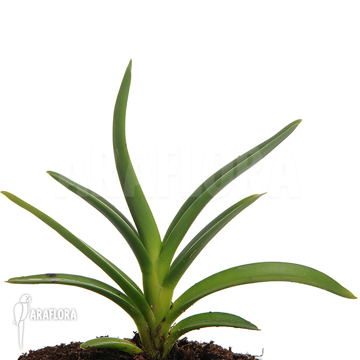 Ceratostylis retisquama &lsquo;Rubra&rsquo;