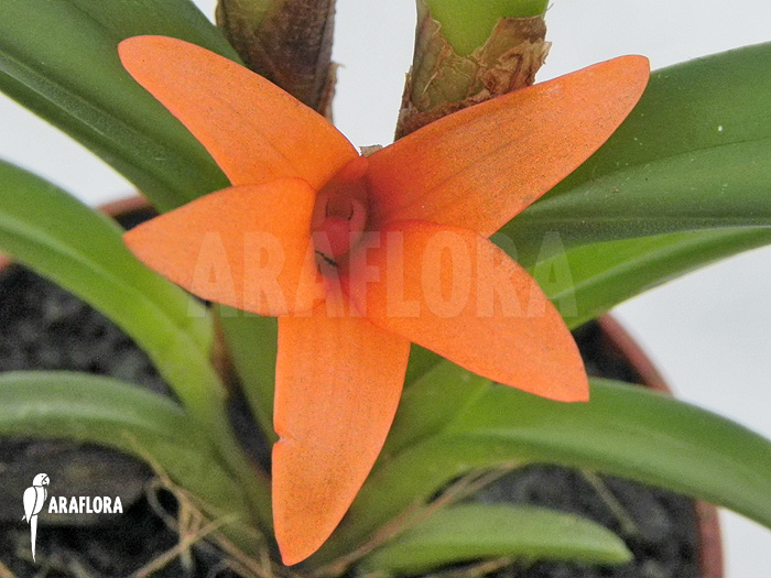 Ceratostylis retisquama &lsquo;Rubra&rsquo;