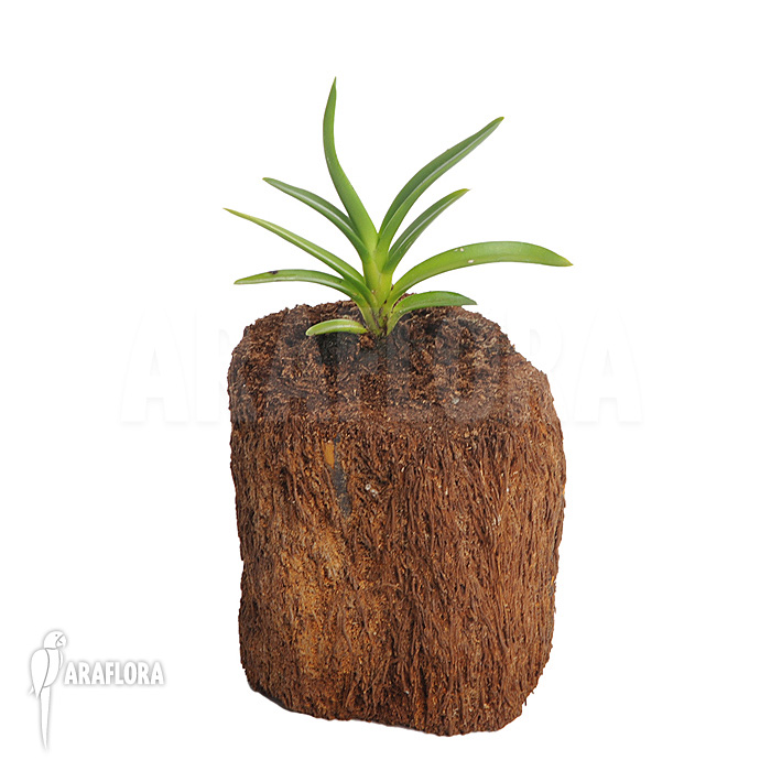 Ceratostylis retisquama &lsquo;Rubra&rsquo;