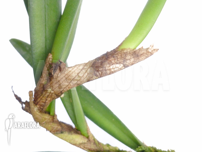 Ceratostylis retisquama &lsquo;Rubra&rsquo;