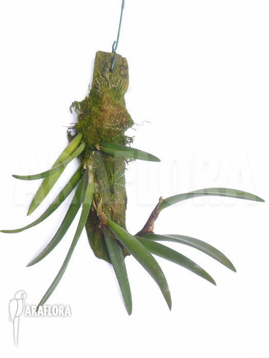 Ceratostylis retisquama &lsquo;Rubra&rsquo;