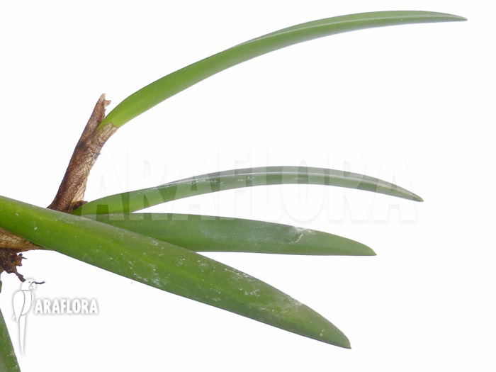 Ceratostylis retisquama &lsquo;Rubra&rsquo;