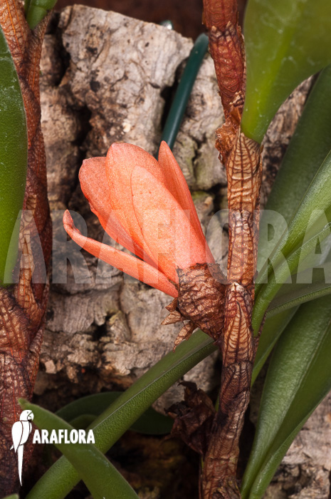 Ceratostylis retisquama &lsquo;mounted&rsquo;