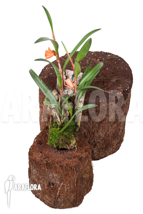 Ceratostylis retisquama &lsquo;mounted&rsquo;