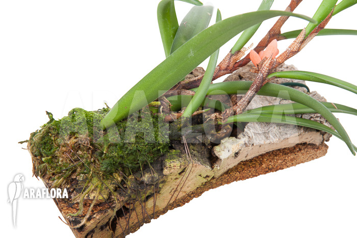 Ceratostylis retisquama &lsquo;mounted&rsquo;