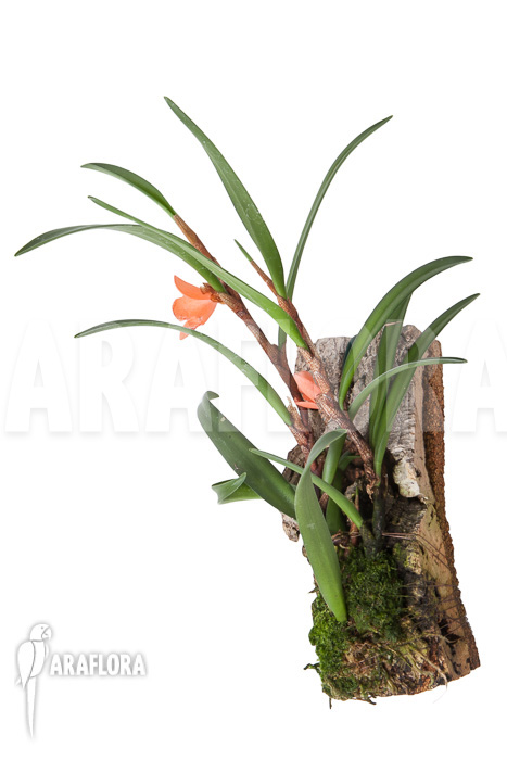 Ceratostylis retisquama &lsquo;mounted&rsquo;