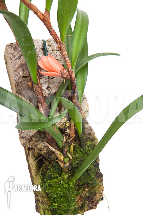 Ceratostylis retisquama &lsquo;mounted&rsquo;