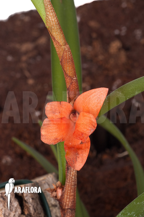 Ceratostylis retisquama &lsquo;mounted&rsquo;