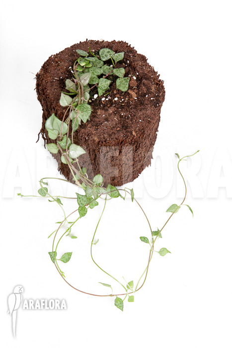 Ceropegia &lsquo;mini star&rsquo;