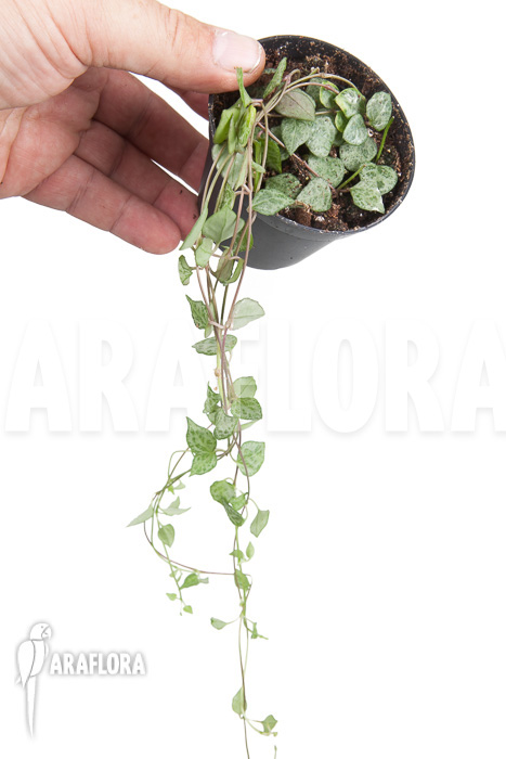 Ceropegia &lsquo;mini star&rsquo;