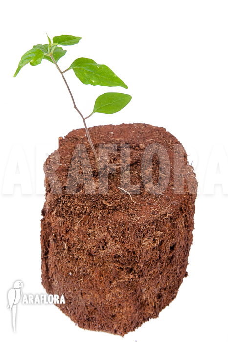 Ceropegia purpurascens