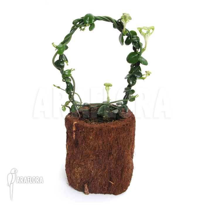 Ceropegia sandersonii