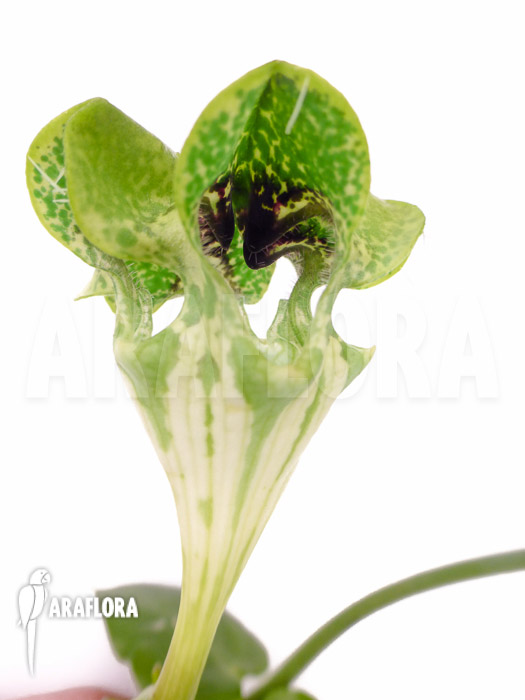 Ceropegia sandersonii